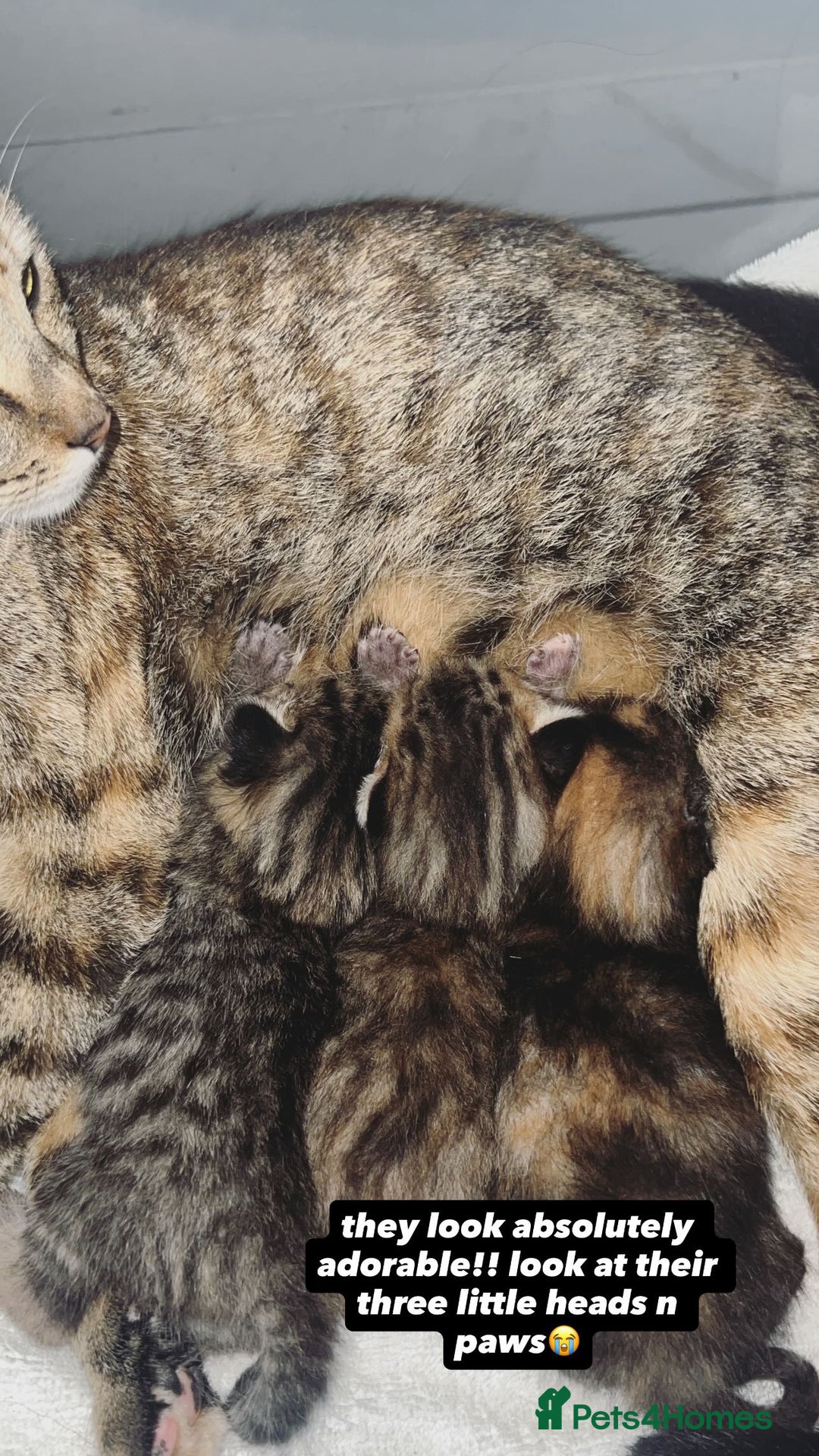 British Shorthair cats for sale: 4 Litter Trained Kittens for sale!  - Image 1