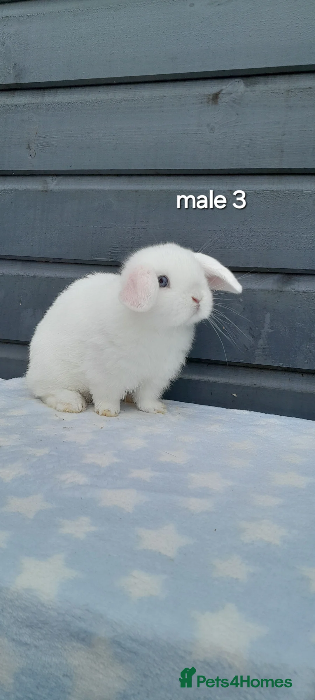 Mini Lop rabbits for sale: Purebred mini lop rabbits  - Advert 16