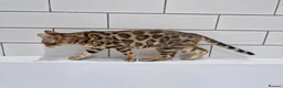 Bengal cats for sale: Stunning Rosetted Girl  - Advert 7