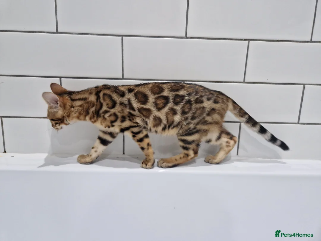 Bengal cats for sale: Stunning Rosetted Girl  - Advert 7