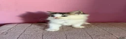 Mixed Breed cats for sale: Beautiful 9 week old kittens  - Advert 4
