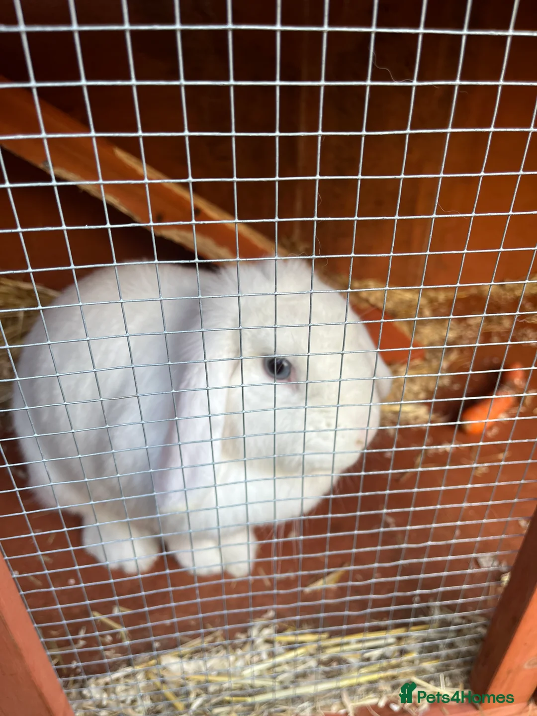 Mini Lop rabbits for sale: Mini lop  ear rabbit in Kidderminster - Advert 2