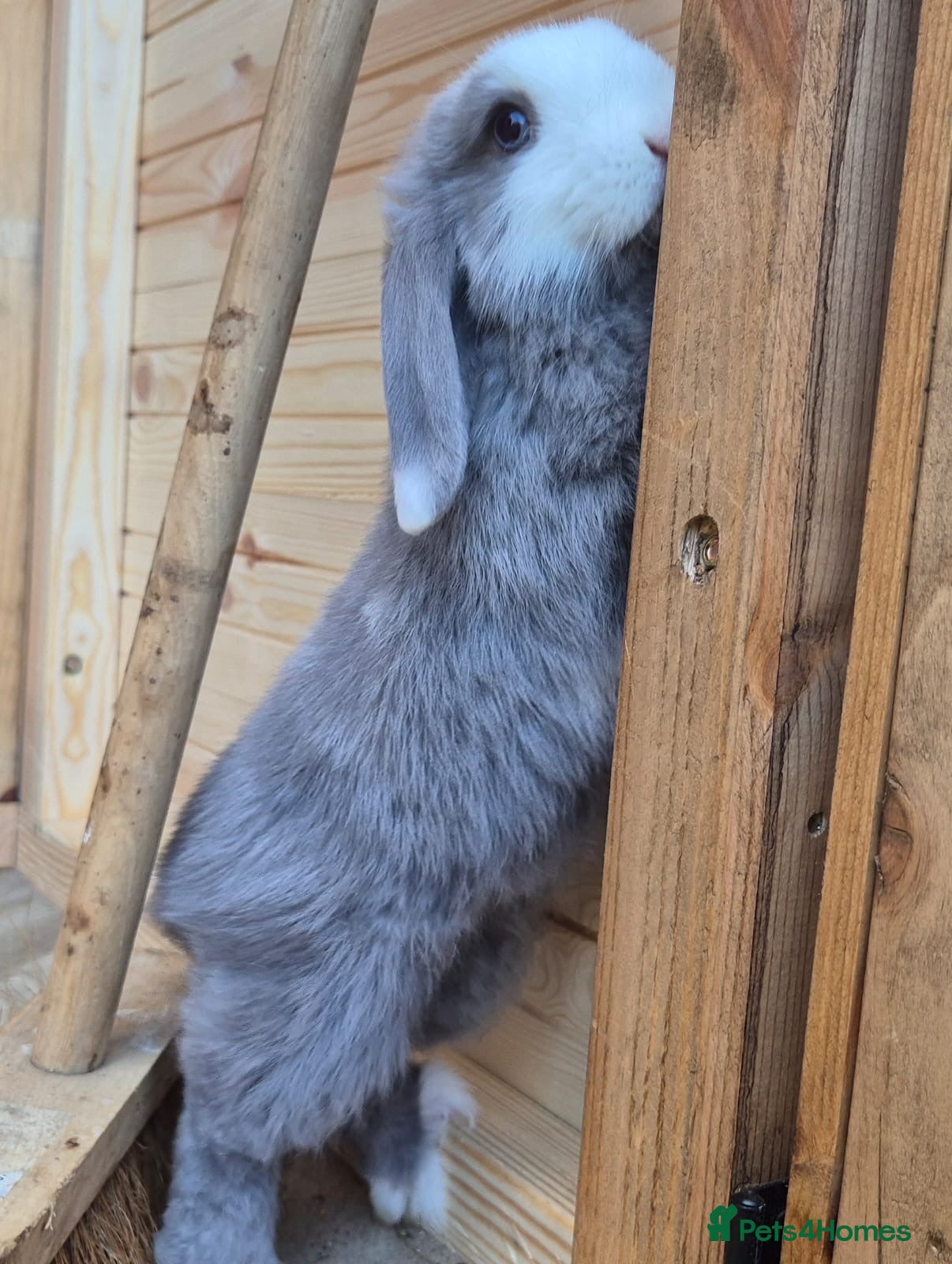 Mini Lop rabbits Mini lops 5 does 1 buck available  8 weeks old  - Advert 3