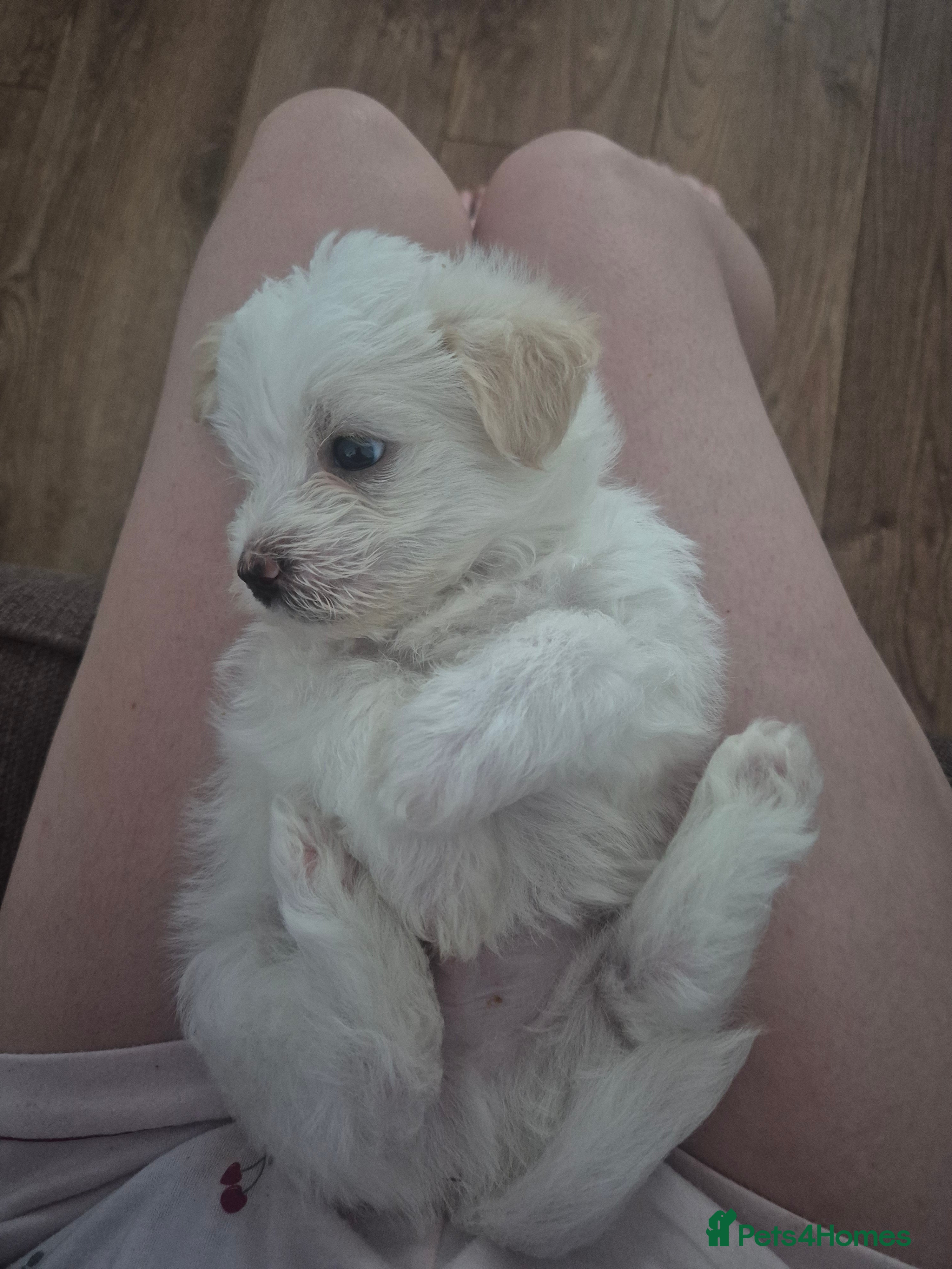 Mixed Breed dogs 3 beautiful Shorkie puppies available 21st July - Advert 2
