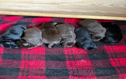 Labrador Retriever dogs for sale: Stunning Labrador Puppies K.C. Reg - Image 5