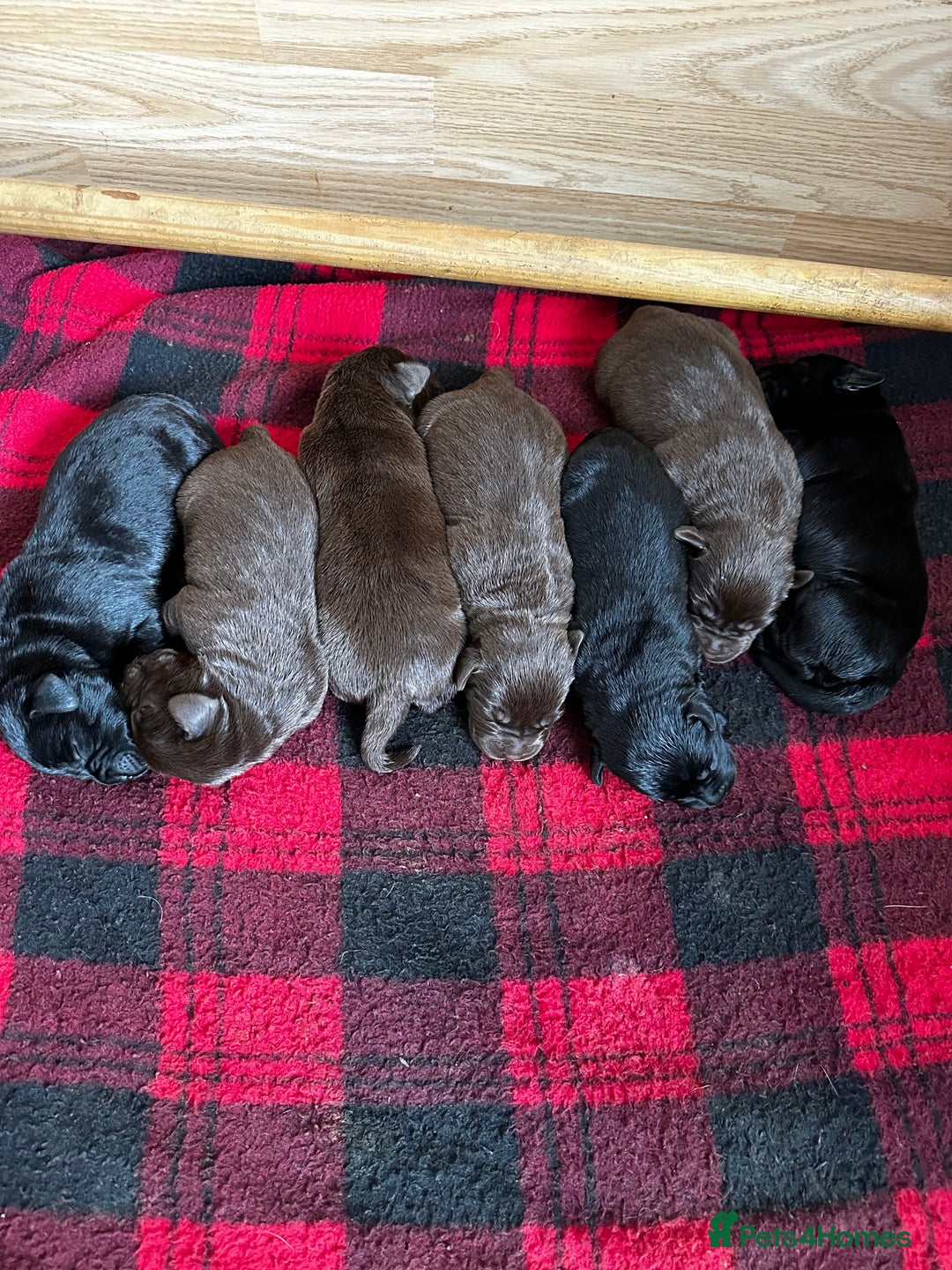 Labrador Retriever dogs for sale: Stunning Labrador Puppies K.C. Reg - Image 5