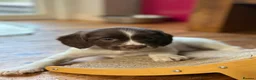 English Springer Spaniel dogs for sale: Gorgeous Springer Spaniel Pups - Advert 10
