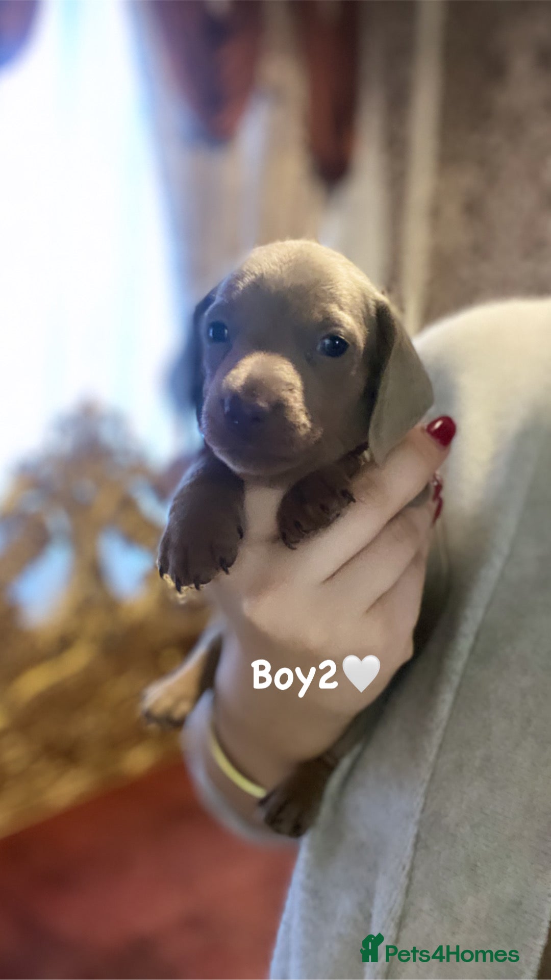 Miniature Dachshund dogs for sale: Miniature dachshund puppies available! - Advert 6