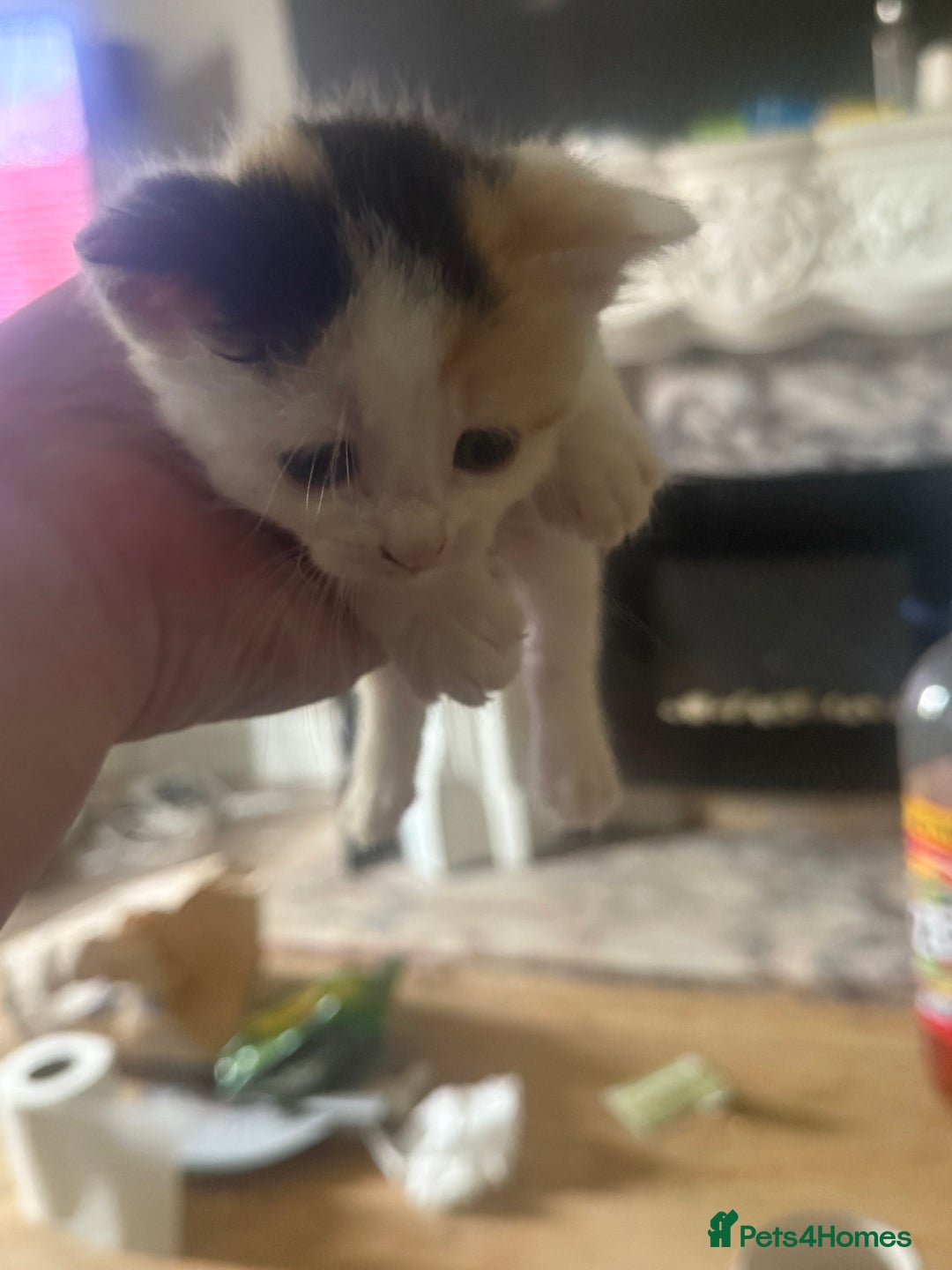 Mixed Breed cats for sale: 6 kittens all different colours  - Image 9