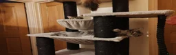 Maine Coon cats for sale: Lovely maine coon kittens - Advert 17