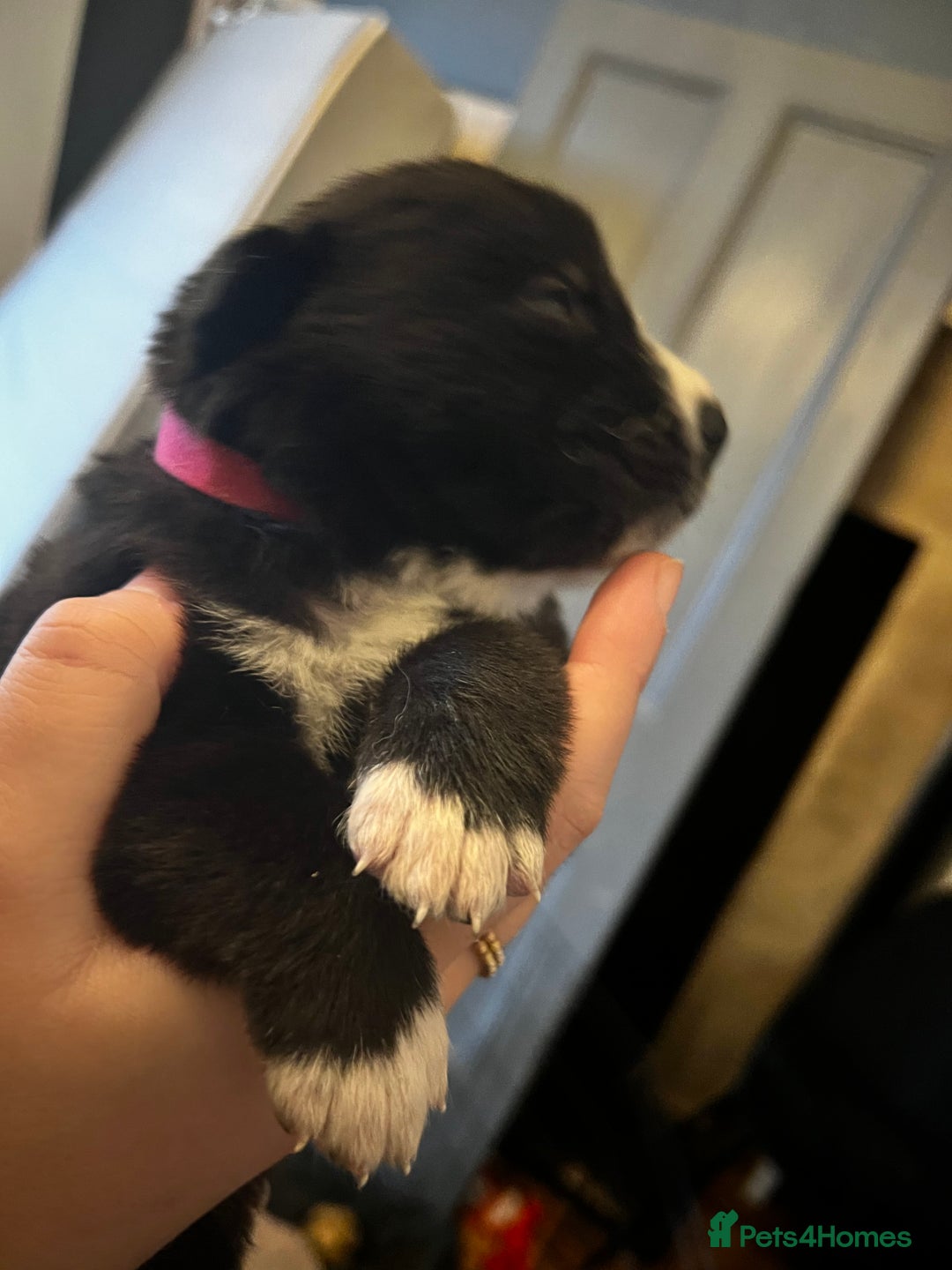 Mixed Breed dogs for sale: Bernese X Huskydor Pups - Advert 22