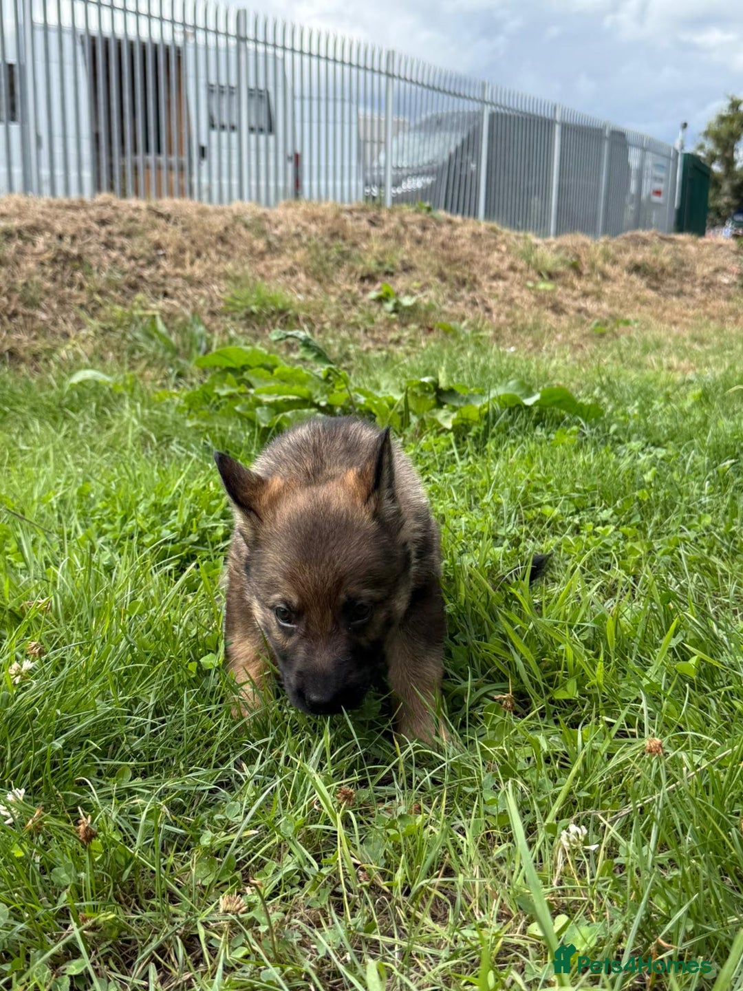 German Shepherd dogs for sale: Germany 🇩🇪 shepherd puppies dogs 🐕 big boned - Image 26
