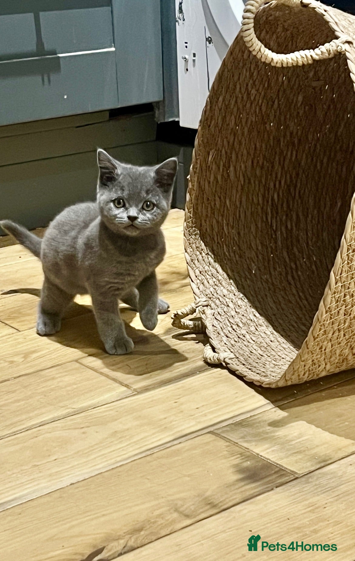 British Shorthair cats BSH kittens - Advert 2