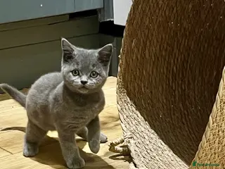 British Shorthair cats BSH kittens - Advert 2