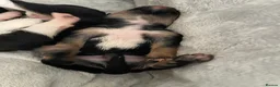 Mixed Breed dogs for sale: 3 male pomchi jacks in Preston - Advert 9