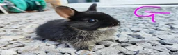 Netherland Dwarf rabbits for sale: Netherland dwarfs - Advert 15