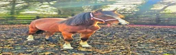 Welsh Section C horses for sale: Registered Welsh Sec c  in Bonnybridge - Advert 5