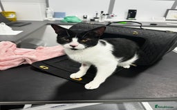 Domestic Shorthair cats for sale: Help needed for my lovely male cat Spyro - Image 2