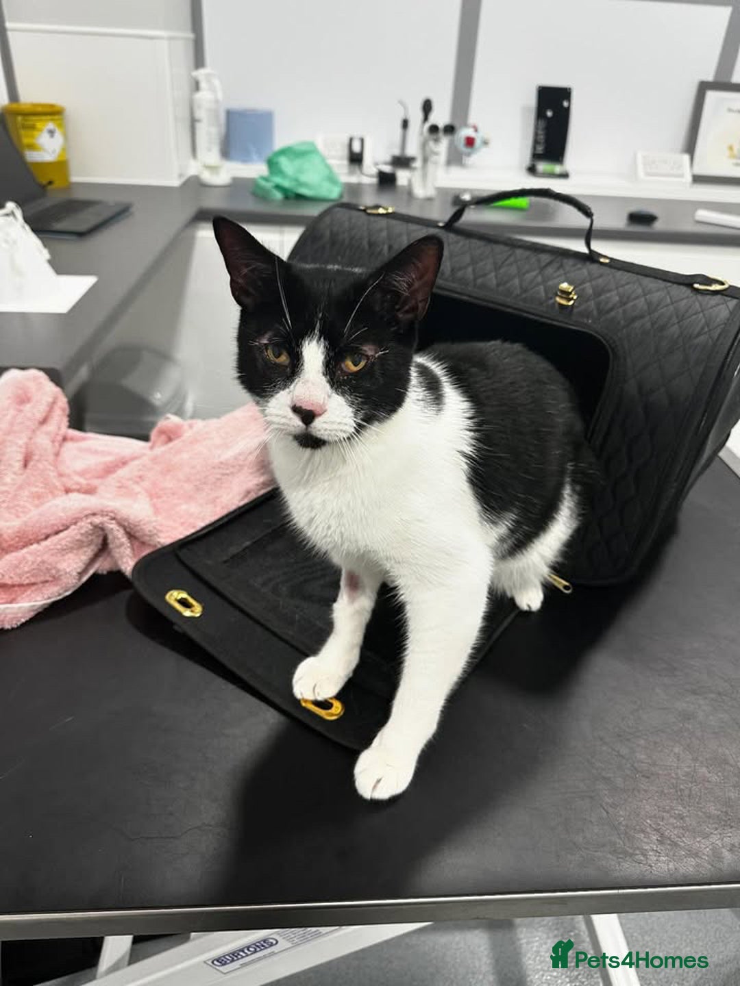 Domestic Shorthair cats for sale: Help needed for my lovely male cat Spyro - Image 2