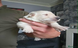 German Shepherd dogs for sale: Beautiful chunky German shepherd pups - Image 11
