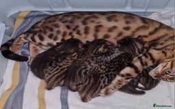 Bengal cats for sale: 6 beautiful bengal kittens ready soon  - Image 9