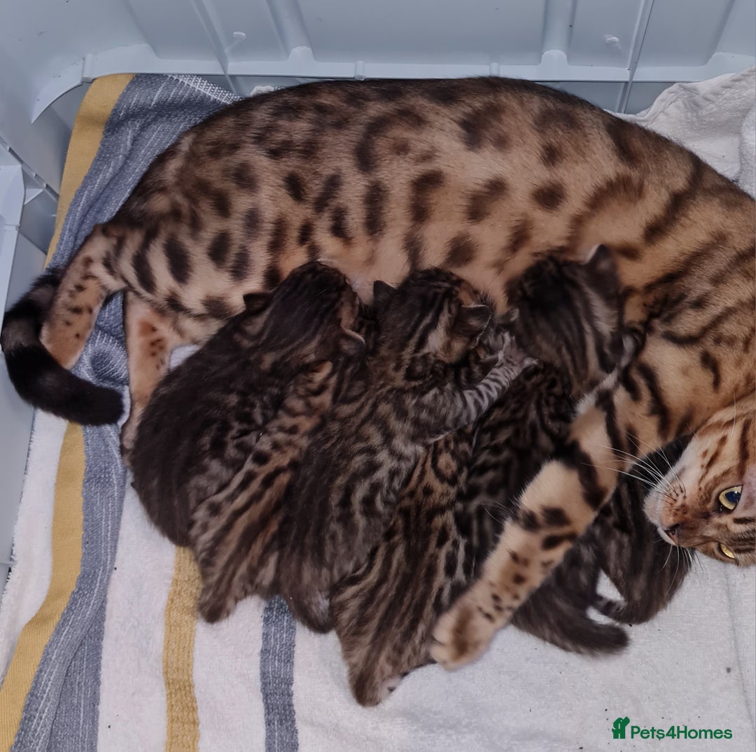 Bengal cats for sale: 6 beautiful bengal kittens ready soon  - Image 9