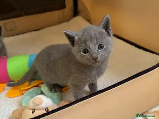 Russian Blue cats TICA registered Russian blue kittens - Advert 4