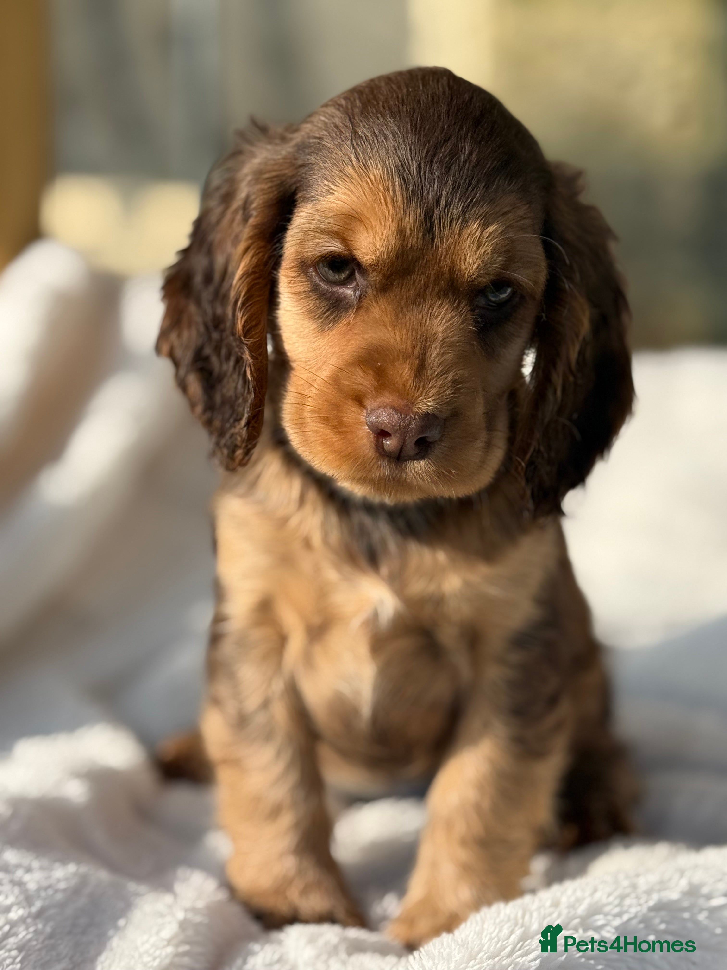 Cocker Spaniel dogs Stunning KC Show Cocker Spaniels - Advert 8