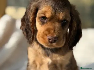 Cocker Spaniel dogs Stunning KC Show Cocker Spaniels - Advert 1