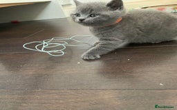 British Shorthair cats for sale: British Shorthair Kittens – Sweet Round Faces 🐻💛 - Image 4