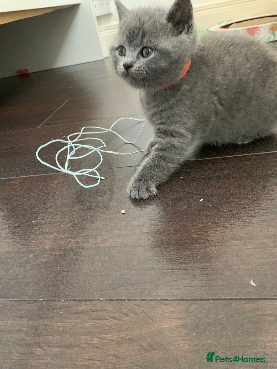 British Shorthair cats for sale: British Shorthair Kittens – Sweet Round Faces 🐻💛 - Image 4