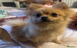 Pomeranian dogs for sale: Male and female Pomeranian  - Image 3