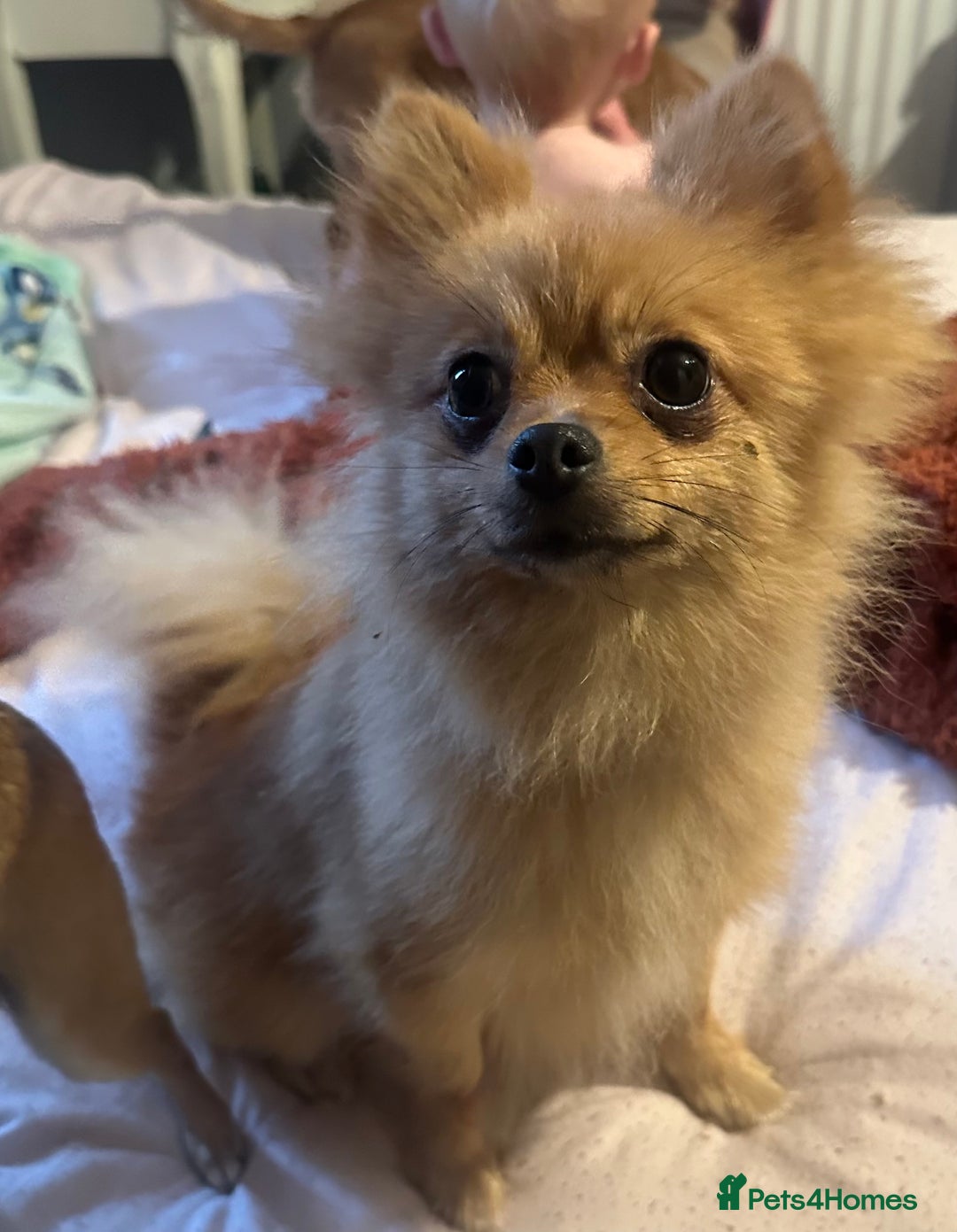Pomeranian dogs for sale: Male and female Pomeranian  - Image 3