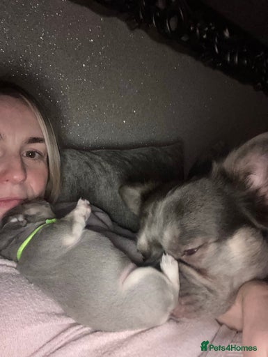 Gallery Image {{count}}