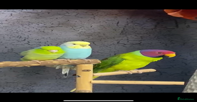 Parakeets birds - Advert 5