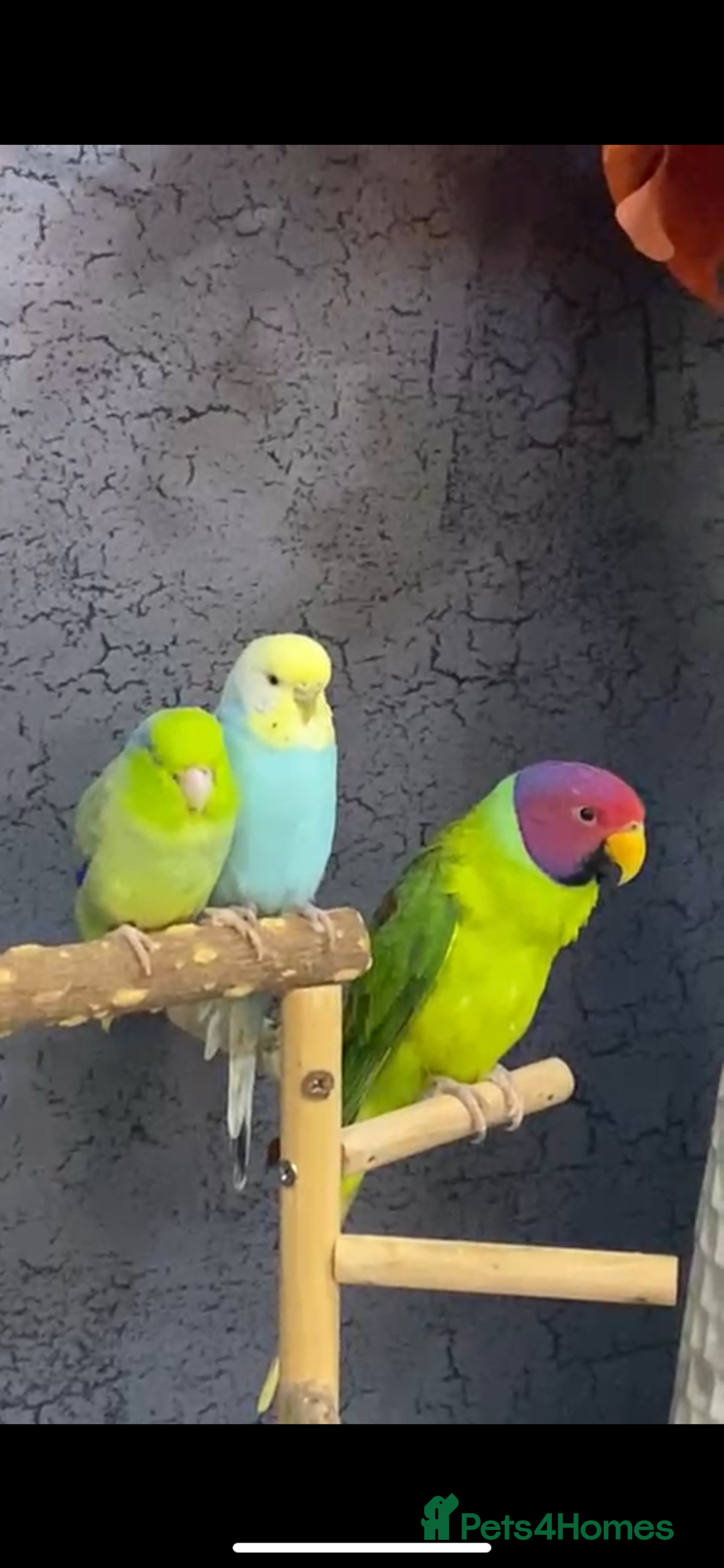 Parakeets birds for sale: Male plum headed parakeet  - Image 2