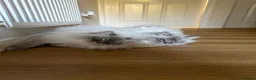 Siberian cats for sale: Siberian Neva Masquerade x2 - Advert 7