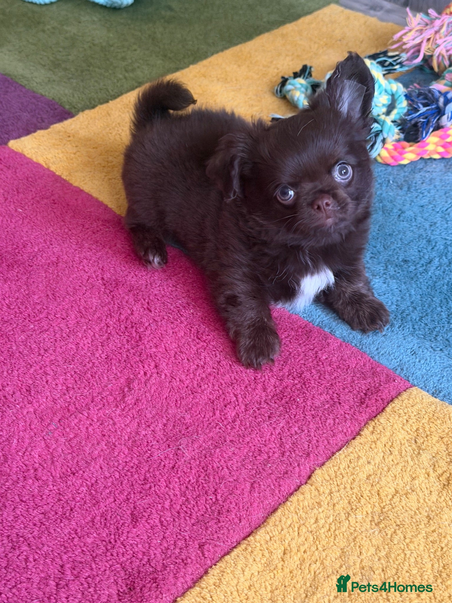 Chihuahua dogs Beautiful chocolate long-coat boy 🍎  - Advert 6