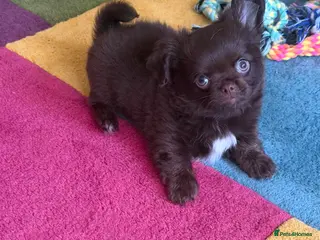 Chihuahua dogs Beautiful chocolate long-coat boy 🍎 - Advert 6