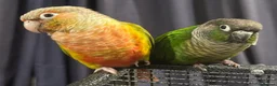 Conures birds for sale: Bonded Pair of Conures Tamed - Advert 3