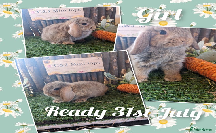 Mini Lop rabbits - Advert 3