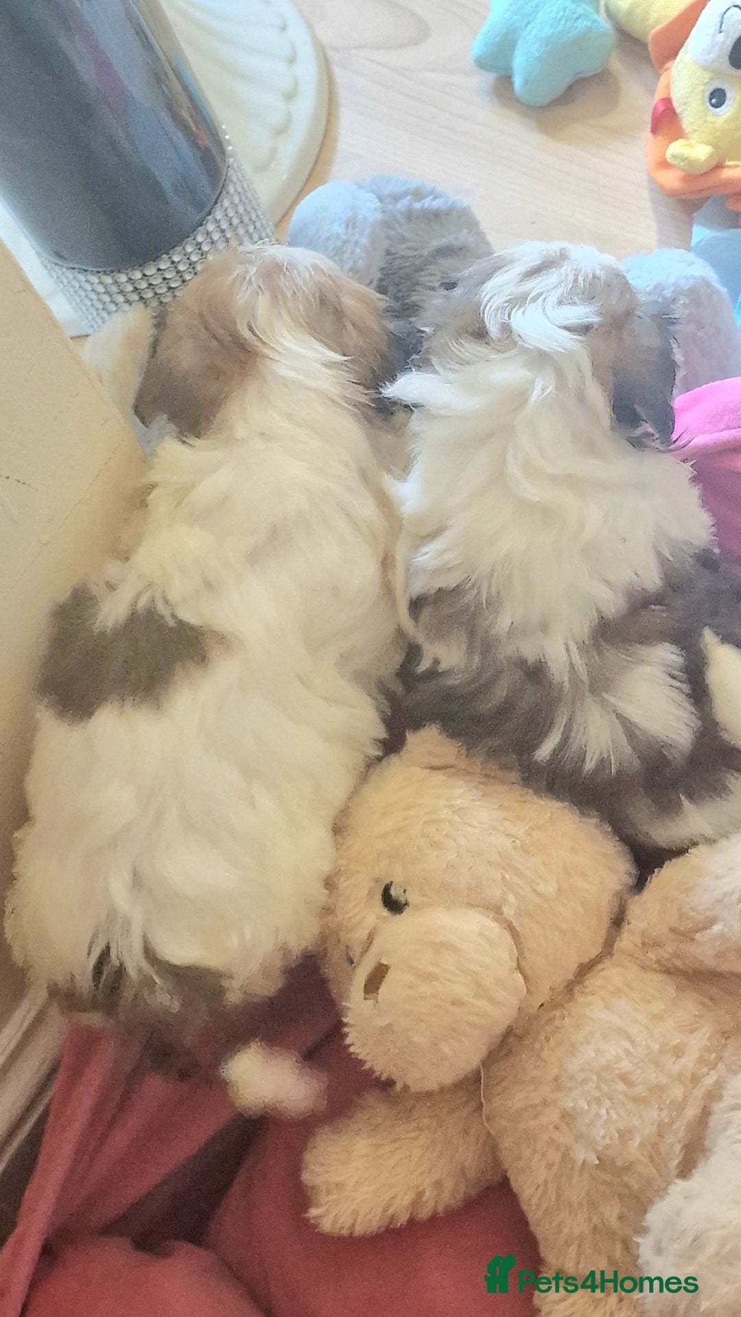 Shih Tzu dogs for sale: 🐾 Amazing Purebred Shih Tzu Puppies Crawley 🐾 - Advert 26