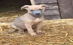 Mixed Breed dogs for sale: Puppies  - Image 2