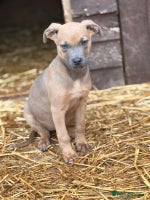 Mixed Breed dogs - Advert 4