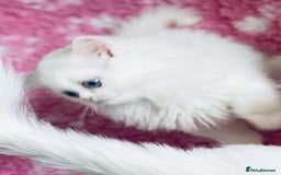 Persian cats for sale: Pure White Persian Girls BLUE EYES & full hearing - Image 15