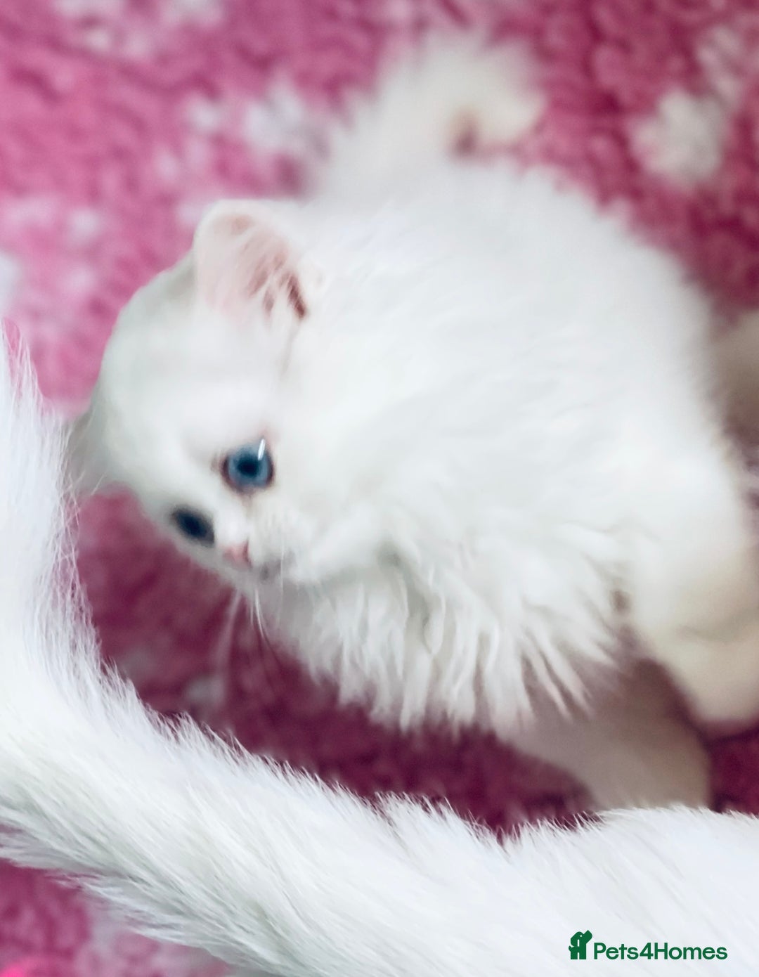 Persian cats for sale: Pure White Persian Girls BLUE EYES & full hearing - Image 15