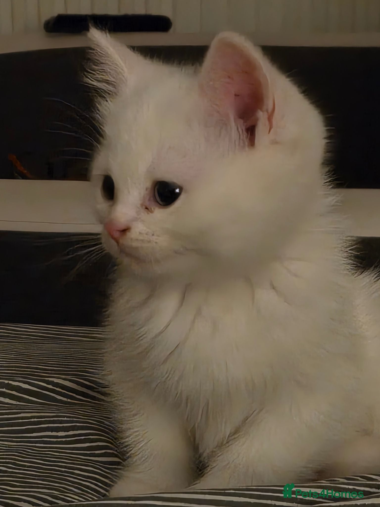 British Shorthair cats Pure British Short hair female kitten - Advert 14