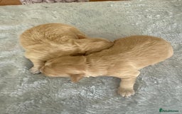 Maltipoo dogs for sale: BEAUTIFUL F1 MALTIPOO PUPPIES  - Image 2