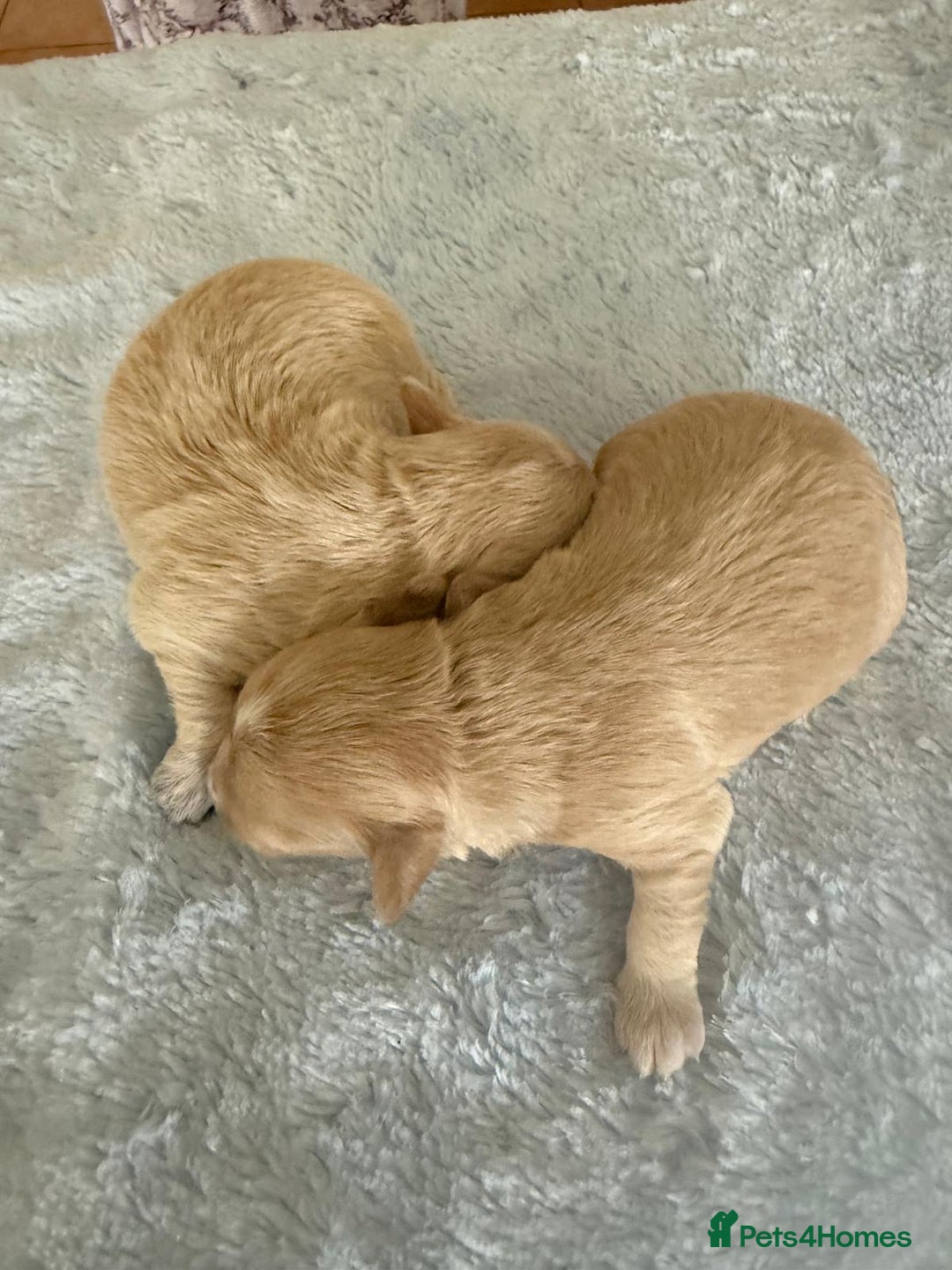 Maltipoo dogs for sale: BEAUTIFUL F1 MALTIPOO PUPPIES  - Image 2