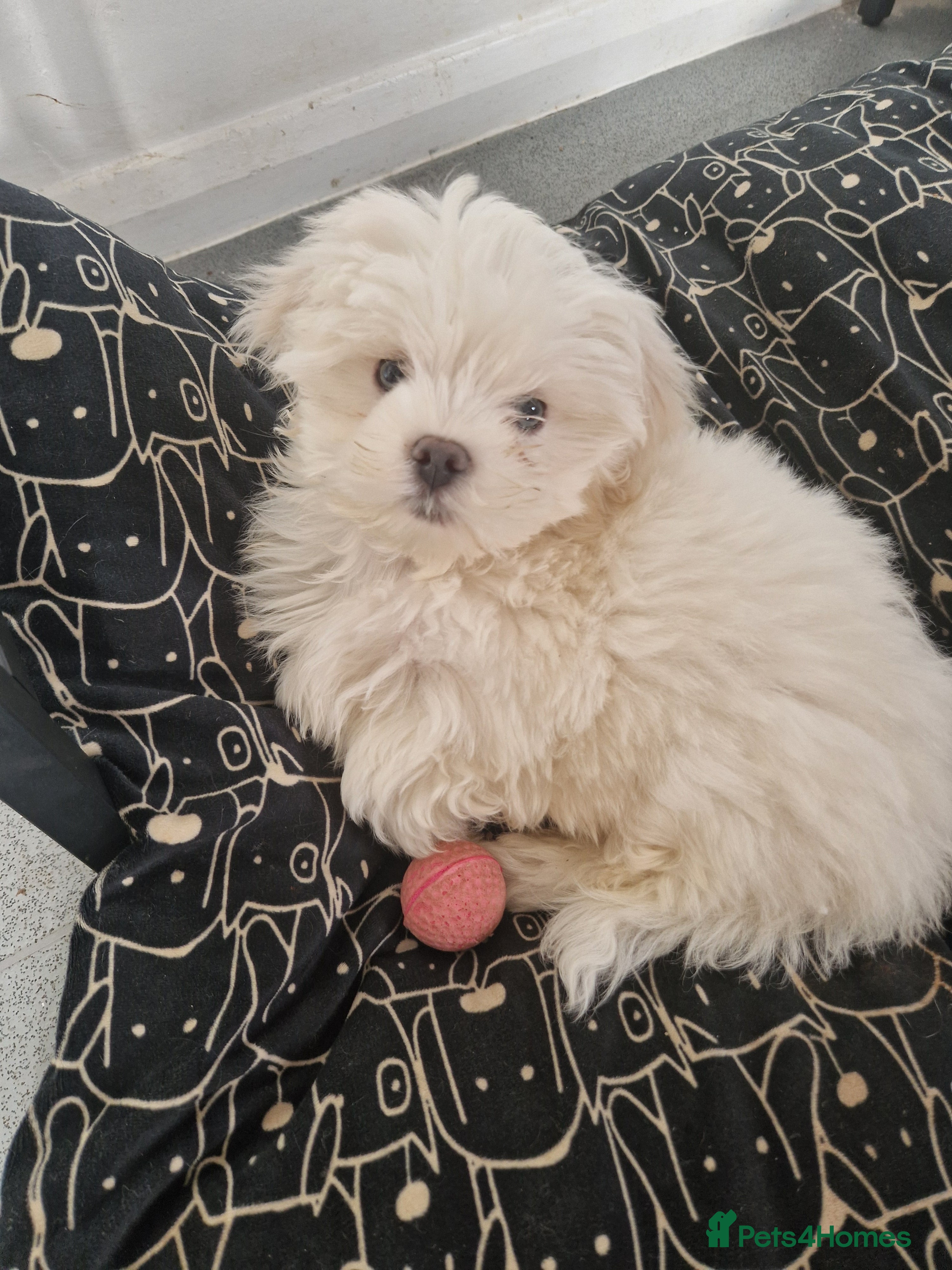 Maltese dogs Maltese toybreed - Advert 8